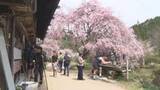 「【信州の桜物語】「妻籠宿」旧中山道の街道沿いに咲く茶屋の桜　訪れる客の約8割は外国人　桜と日本文化を楽しむ【長野】」の画像1