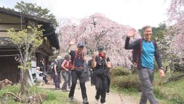 【信州の桜物語】「妻籠宿」旧中山道の街道沿いに咲く茶屋の桜　訪れる客の約8割は外国人　桜と日本文化を楽しむ【長野】