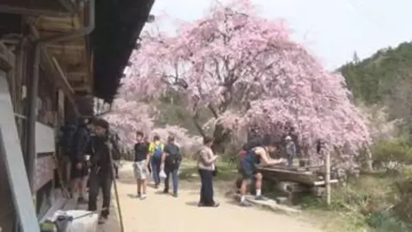 【信州の桜物語】「妻籠宿」旧中山道の街道沿いに咲く茶屋の桜　訪れる客の約8割は外国人　桜と日本文化を楽しむ【長野】