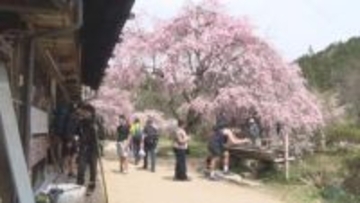 【信州の桜物語】「妻籠宿」旧中山道の街道沿いに咲く茶屋の桜　訪れる客の約8割は外国人　桜と日本文化を楽しむ【長野】