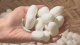 「【特集】信州の蚕がワクチンに！？人への臨床試験も開始予定　かつての「蚕糸王国」新たな可能性に再び脚光【長野】」の画像1