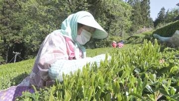 天龍村で早くも茶摘み　県内は高気圧に覆われ晴れ　長野は夏日予想【長野】