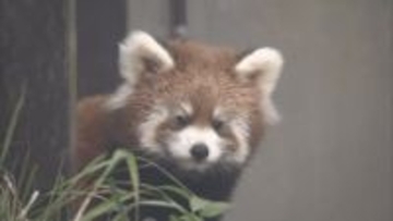 会いに来て！「お父さん似のやんちゃな男の子に成長中」生まれて３か月レッサーパンダの赤ちゃん一般公開　愛くるしい姿に胸キュン♡【長野】