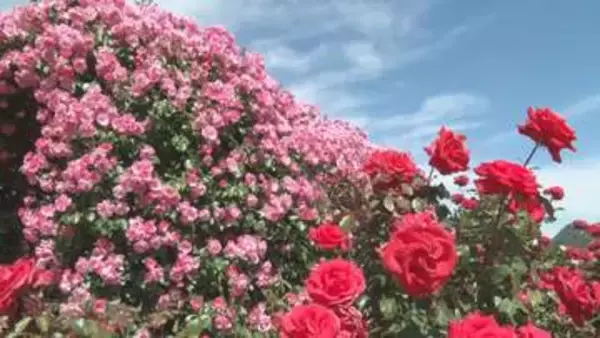 青空の下　330種2300株以上のバラ見頃　「ばら祭り」は6月7日まで【長野・坂城町】