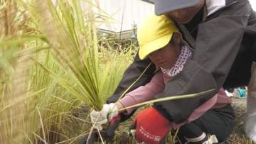 安曇野市の園児が稲刈り　「ジョキンてやるのが楽しかった」　稲の成長を身近に感じ食べ物の大切さを実感【長野】
