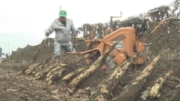 ねばり良し！コク良し！甘み良し！ 山形村のナガイモ収穫最盛期【長野】