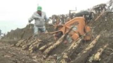 ねばり良し！コク良し！甘み良し！ 山形村のナガイモ収穫最盛期【長野】