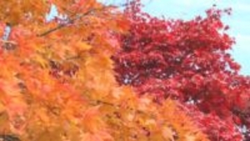 「京都にも負けない」「もう5回くらい来ている」懐古園の紅葉が見頃　カエデやイチョウ色づく　燃えるような赤やオレンジ色に【長野】