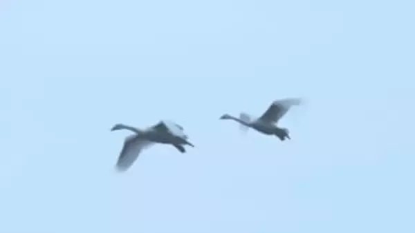 安曇野に春の兆し…コハクチョウの北帰行はじまる【長野】