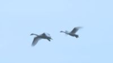安曇野に春の兆し…コハクチョウの北帰行はじまる【長野】