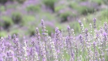 梅雨の晴れ間　気温上昇で午前中から真夏日に迫る勢い　池田町では風に揺れるラベンダーが見頃【長野】