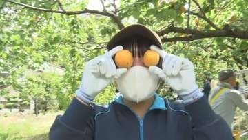 「甘酸っぱくておいしい！」高校生が特産品のアンズの収穫を体験　約150キロを収穫　今後はジャム作りも【長野・千曲市】