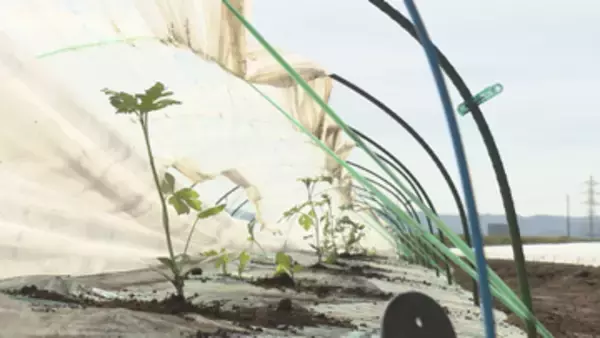 夏が待ち遠しい！スイカの名産地で苗の植え付け始まる　収穫は7月上旬から【長野】