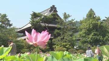 かつて水田だった場所が観光スポットに　ハスの花見頃　上田市・信濃国分寺【長野】