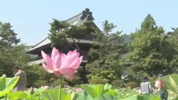 かつて水田だった場所が観光スポットに　ハスの花見頃　上田市・信濃国分寺【長野】