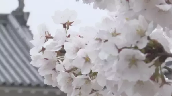 国宝松本城　外堀のサクラは８分咲き　日曜日は天気回復へ【長野】