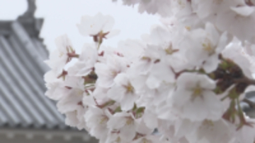 国宝松本城　外堀のサクラは８分咲き　日曜日は天気回復へ【長野】