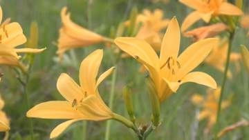 高原に夏告げる　霧ヶ峰高原のニッコウキスゲ見頃　例年より2週間ほど早く【長野・諏訪市】