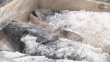 【特集】価格高騰…どうなる年末商戦②温暖化が正月の食卓にも影響　海の幸が品薄状態【長野】