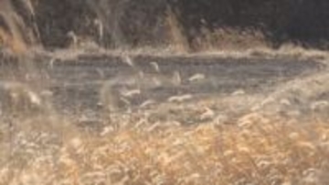 「親子らしいイノシシ2頭を見た」　小諸市の住宅地でイノシシ2頭の目撃情報　3日前には別の住宅地でも　同一個体の可能性あり警察が注意呼び掛け【長野】