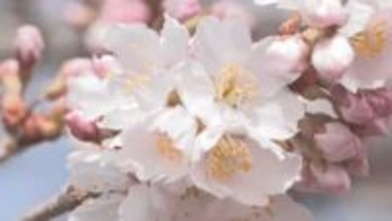 信州に続々春の知らせ　天竜峡で一番に咲く「春めき桜」が開花　去年より2週間以上早く【長野・飯田市】