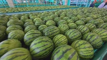 スイカの夏がやって来た！名産地の松本市波田地区　ハウス栽培スイカの出荷が始まる　今年も基準を上回る甘さ【長野】