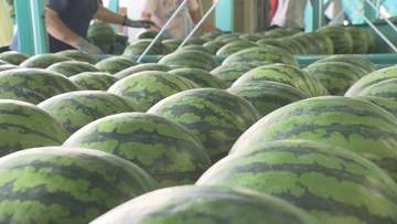 「非常に甘くてシャリ感がある」スイカの産地で露地物の出荷始まる　今年も糖度は抜群　9月中旬まで出荷続く【長野】
