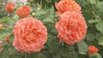 病院内に200種類以上のバラ「癒しの時間と喜びを」職員が10年前から育てる【長野・上田市】
