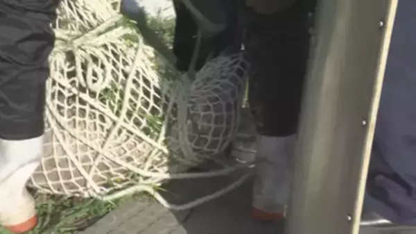 【動画あり】長野県庁でイノシシ出没…建物西側で捕獲　体長70～80センチ　けが人なし付近では午前中から目撃情報も