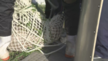 【動画あり】長野県庁でイノシシ出没…建物西側で捕獲　体長70～80センチ　けが人なし付近では午前中から目撃情報も