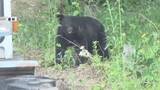 「キノコ採り中にクマに襲われる　男性(61)が顔を引っかかれる　入山する際は複数人で行動　音の出るものを持ち歩いて【長野】」の画像1