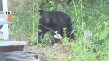 キノコ採り中にクマに襲われる　60代男性が顔を引っかかれる　入山する際は複数人で行動　音の出るものを持ち歩いて【長野】