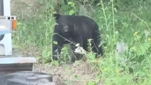 キノコ採り中にクマに襲われる　男性(61)が顔を引っかかれる　入山する際は複数人で行動　音の出るものを持ち歩いて【長野】