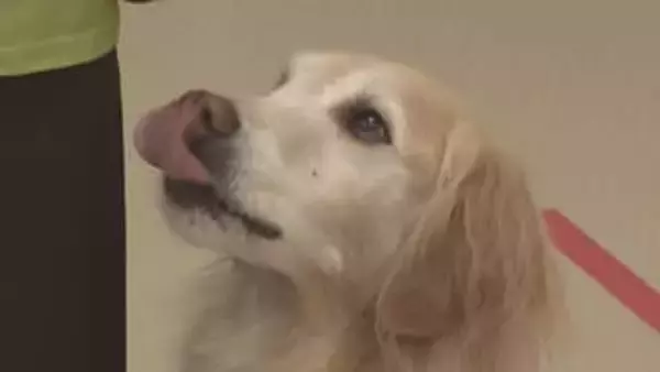 快挙！家庭犬訓練の成果競う全国大会　松本市の専門学校２年生が初優勝！昼休みや放課後も「ゆきち」と訓練　全国の頂点に！【長野】