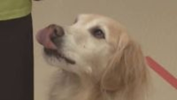 快挙！家庭犬訓練の成果競う全国大会　松本市の専門学校２年生が初優勝！昼休みや放課後も「ゆきち」と訓練　全国の頂点に！【長野】