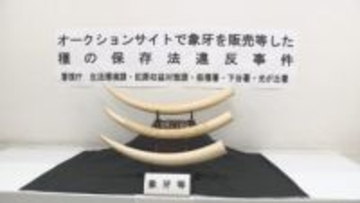 国に登録せずにアフリカゾウの象牙を販売　遺品回収業者代表の男など3人逮捕【長野】