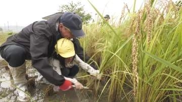 コメ作りで食べ物の大切さを学ぶ　園児たちが稲刈りに挑戦　濡れた稲に苦戦しながらも「ジョキンてやるのが楽しかった」　今年12月におにぎりにして味わう予定【長野・安曇野市】
