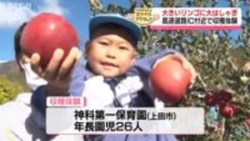 大きいリンゴに大はしゃぎ！園児がリンゴの収穫体験【長野】