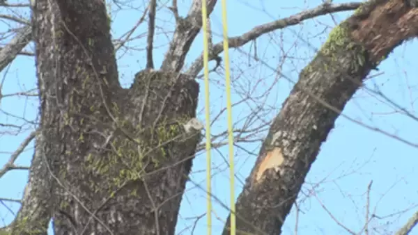 長さ1.6メートル直径約90センチの木が直撃か　軽井沢町の別荘敷地内　伐採作業中に落下した木に当たり男女２人死亡　5人で作業中【長野】