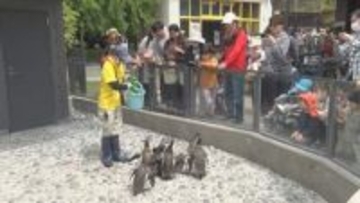 【5連休最終日】小諸市動物園に多くの家族連れ　ちょっとずる賢いペンギンに子どもたちくぎ付け　先月リニューアルオープン【長野】