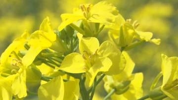 残雪の浅間山をバック…菜の花見頃！約5.5ヘクタールの遊休農地を活用【長野】