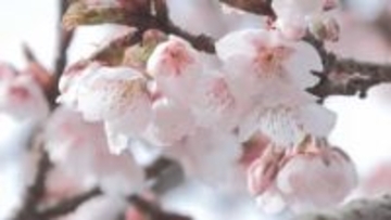 暖かさに誘われて…天龍村　春の訪れ告げるカンザクラ咲く【長野】