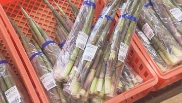 初夏の味覚が最盛期　ネマガリダケ求めて行列　「タケノコ汁が最高」　並んだものは1時間で完売【長野・山ノ内町】