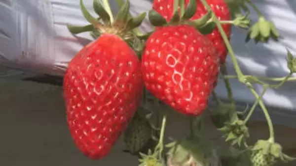 「おいしいー！」真っ赤なイチゴ頬張る　イチゴ狩りシーズン到来！例年より粒が大きく甘い【長野・千曲市】