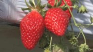 「おいしいー！」真っ赤なイチゴ頬張る　イチゴ狩りシーズン到来！例年より粒が大きく甘い【長野・千曲市】
