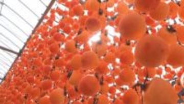 冬支度へ…野沢温泉村でお菜洗い 市田柿の生産が最盛期　例年以上に甘くてもっちり【長野】