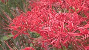 秋分の日に咲き誇る　南信州を代表する「ヒガンバナの寺」　鮮やかな赤が秋の始まり告げる【長野・松川町】