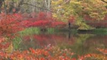 赤や黄色　池と紅葉の競演　軽井沢町の雲場池　ここ数日の冷え込みで色づき進む【長野】