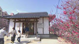 「赤、白、ピンク…梅の花見ごろ／岡山市の当新田・泉田天満宮で祭り【岡山】」の画像1
