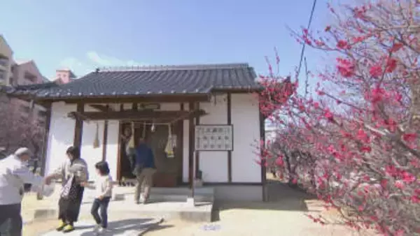 赤、白、ピンク…梅の花見ごろ／岡山市の当新田・泉田天満宮で祭り【岡山】